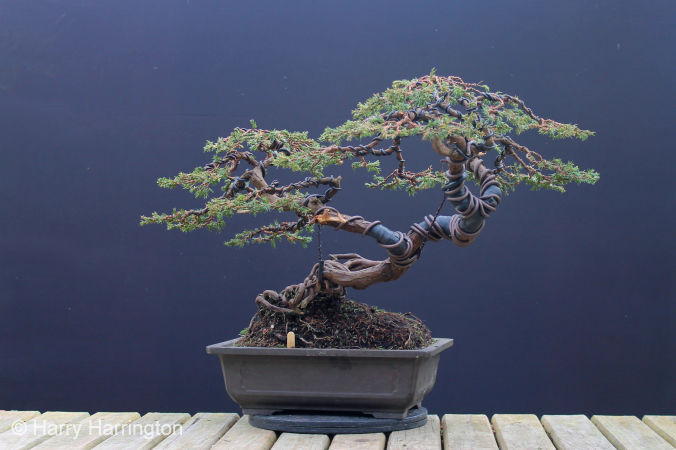 common juniper bonsai
